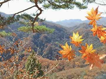 澳門芳草地精準(zhǔn)資料站，探索與SEO優(yōu)化策略，澳門芳草地資料站探索與SEO優(yōu)化策略