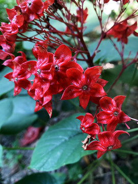 狀元紅網(wǎng)，揭秘4987精準(zhǔn)資料的秘密，狀元紅網(wǎng)揭秘，精準(zhǔn)資料4987背后的秘密