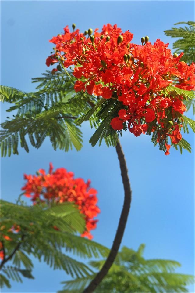 狀元紅，揭秘4987最準(zhǔn)最快的秘密武器，狀元紅，揭秘最準(zhǔn)最快的秘密武器 4987