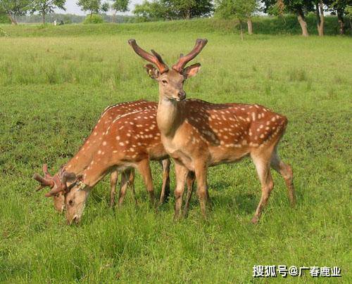 最新版本的6566cc澳彩資料大全介紹及特色功能解析，最新6566cc澳彩資料大全介紹與特色功能深度解析