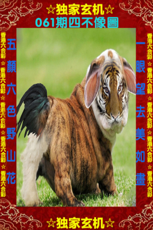 王中王四不象一肖中特，深度解讀背后的奧秘，王中王四不象一肖中特深度解析背后的奧秘