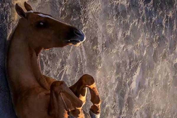 揭秘彩票背后的秘密，揭秘王中王四不像出一肖背后的奧秘，揭秘彩票王中王四不像出一肖背后的神秘秘密