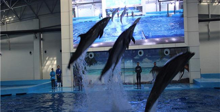 合肥海洋館門票價(jià)格詳解，合肥海洋館門票價(jià)格全面解析