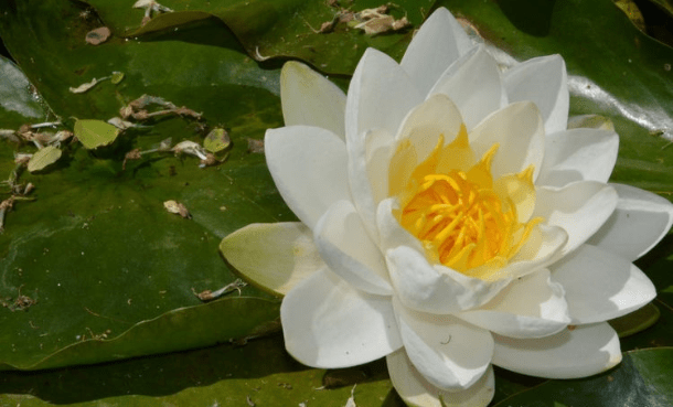 王中王493333www中特馬今晚開(kāi)獎(jiǎng)——探索彩票背后的秘密與策略，彩票背后的秘密與策略探索，王中王493333中特馬今晚開(kāi)獎(jiǎng)揭秘