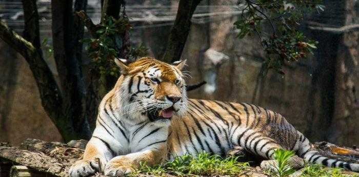 森林之王中王與生肖的奇妙關聯(lián)，森林之王中的王者與生肖的神秘紐帶