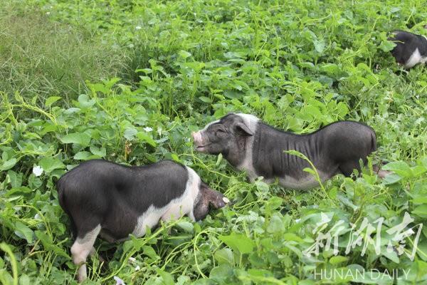 花豬王中王平特一肖，深度解析與SEO優(yōu)化策略，花豬王中王平特一肖，深度解析及SEO優(yōu)化策略探討